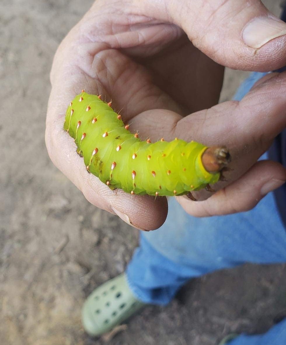 Luna moth found on pecan.